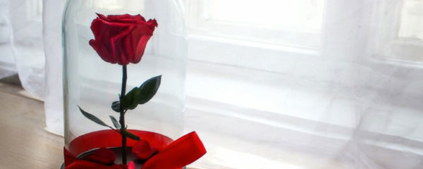 rose éternelle
