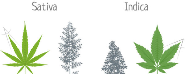 Sativa vs Indica