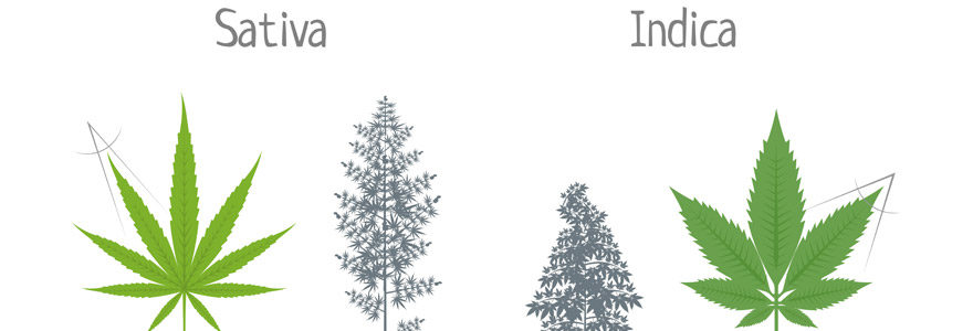 Sativa vs Indica